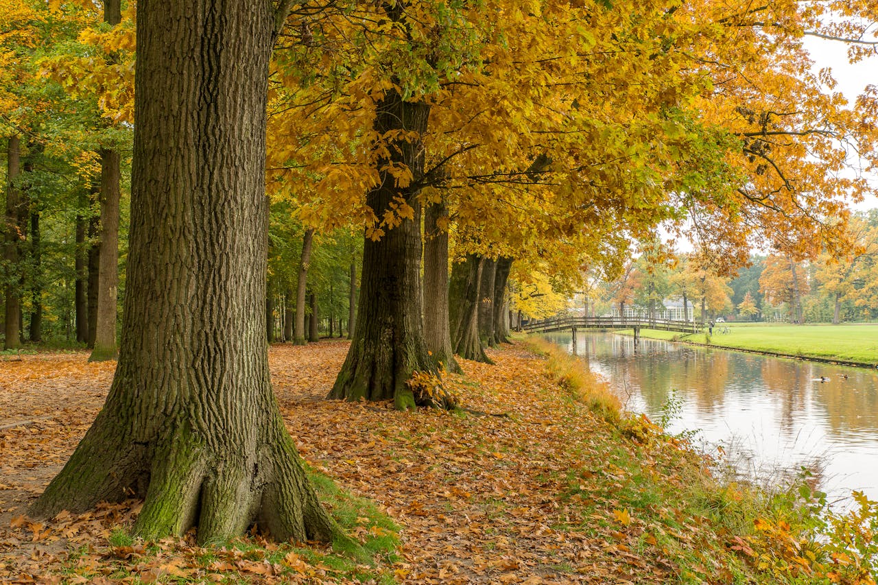 Peaceful autumn scene with yellow leaves, tree trunks, and river reflection in a park.